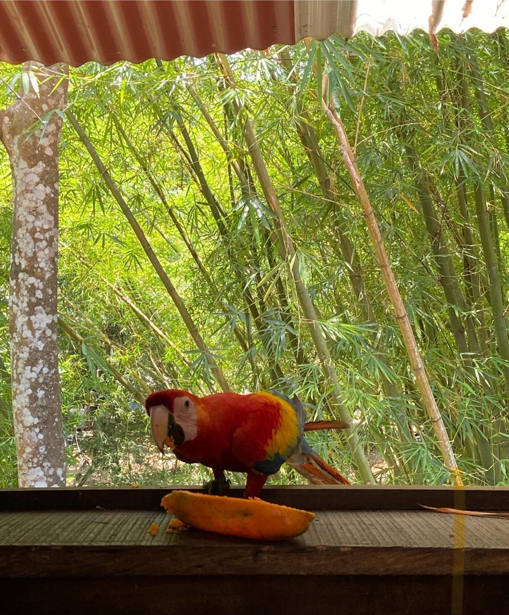 Hostal Las Mariposas Minca Esterno foto