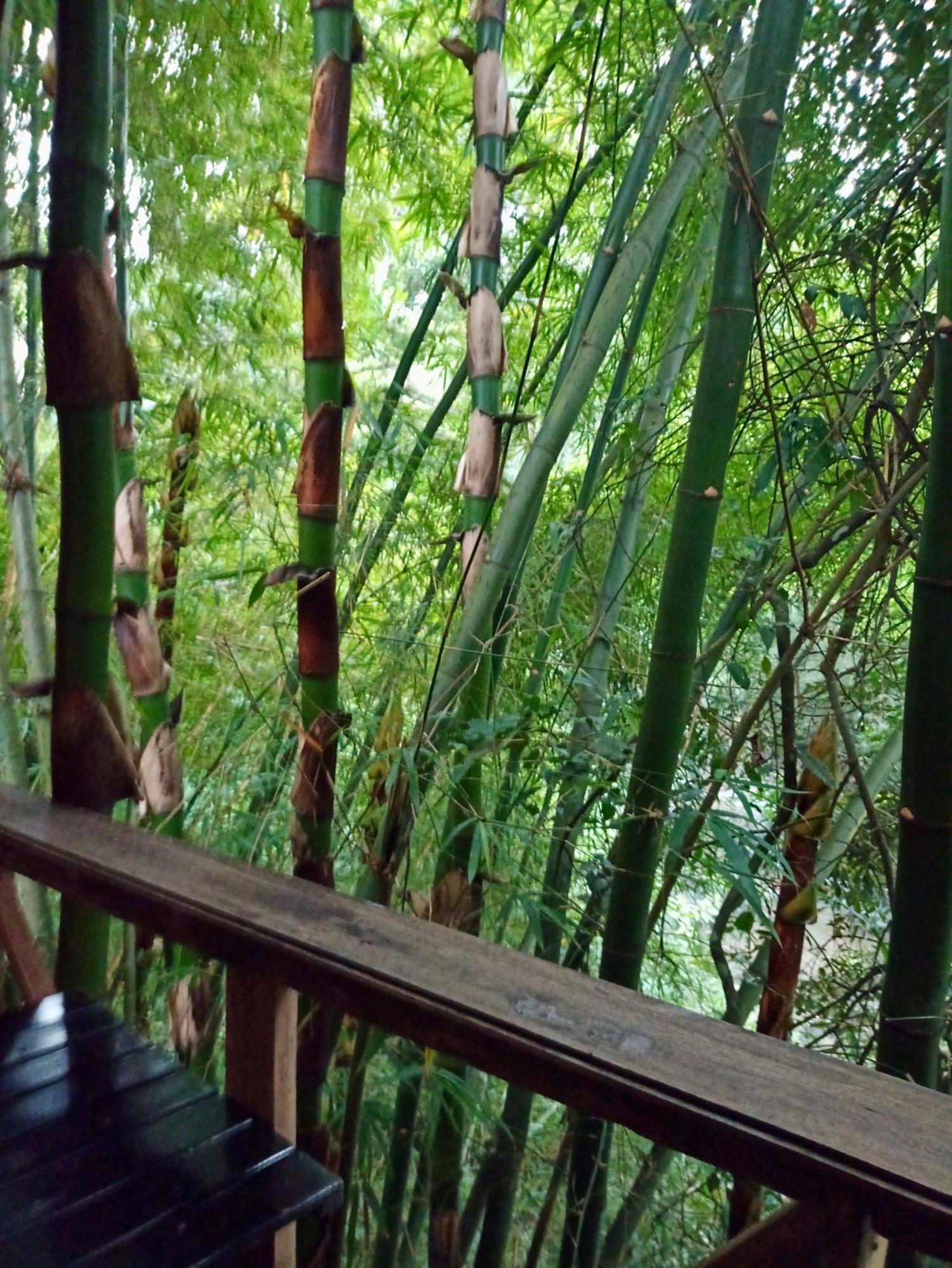 Hostal Las Mariposas Minca Esterno foto